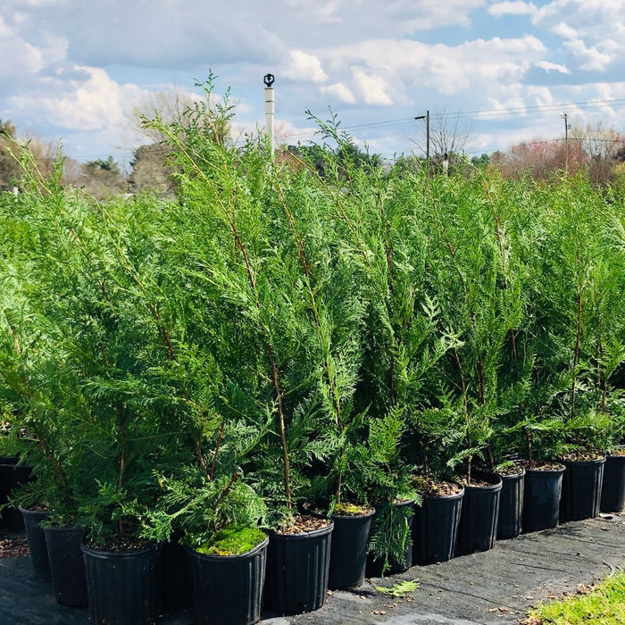 a group of young Murray Cypress trees in 5-Gallon nursery pots