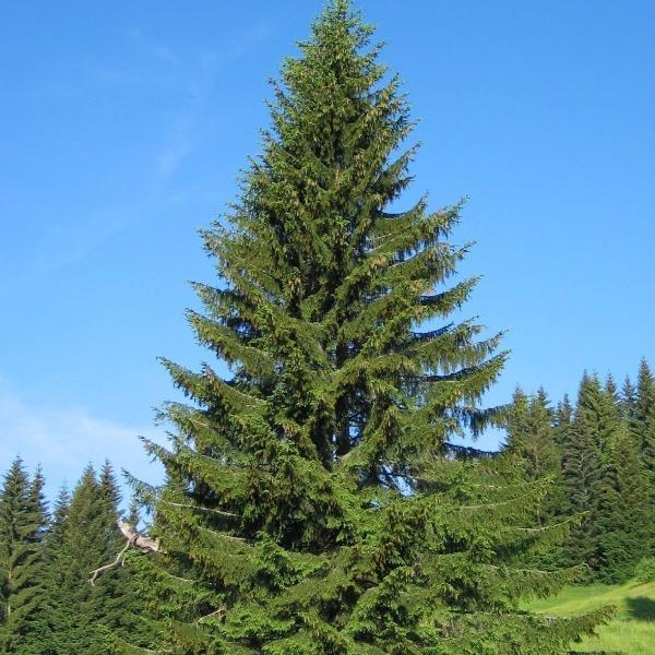 Norway Spruce growing as a tall pyramidal evergreen tree in an open landscape with dense dark green branching and classic conifer form.