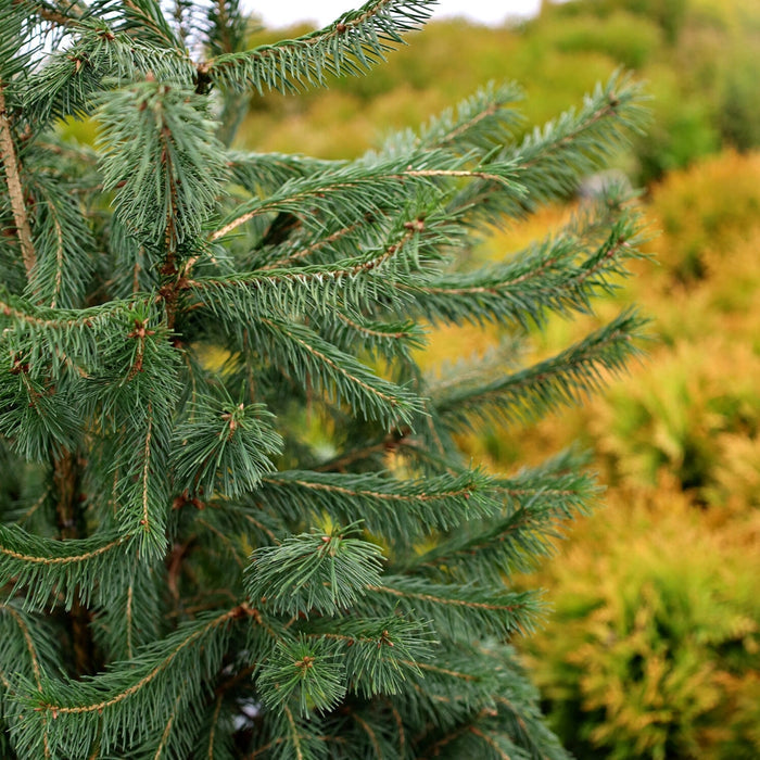 Close-up of Norway Spruce branches showing dark green needles and hanging immature cones along pendulous branchlets.