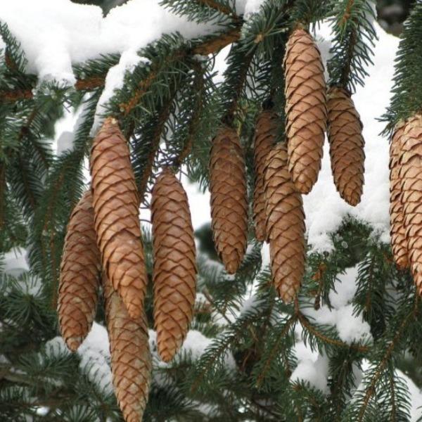 Close-up of Norway Spruce branches showing  immature cones along pendulous branchlets.