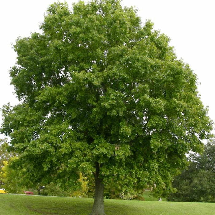 Mature Nuttall Oak Tree growing as a native shade tree in an open lawn