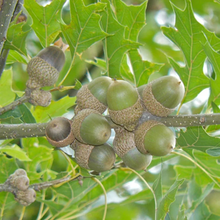 Nuttall Oak acorns providing wildlife food beneath a large red oak group tree