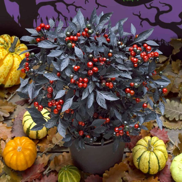 Compact ornamental pepper with shiny red fruits for patio pots and Halloween containers
