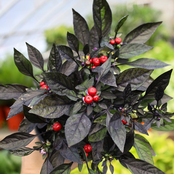 Capsicum annuum Onyx Red with purple-black leaves and glossy red ornamental peppers