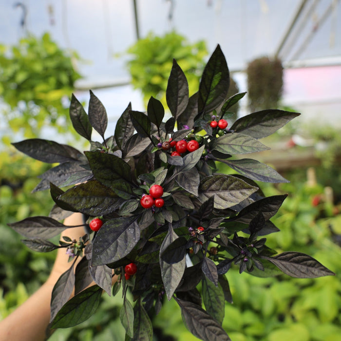 Close-up of Onyx Red Ornamental Pepper showing black foliage and red fruit contrast