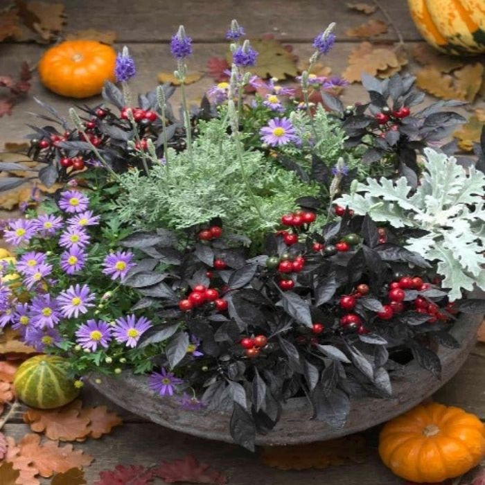 Onyx Red Pepper used in a mixed fall planter with asters and dusty miller
