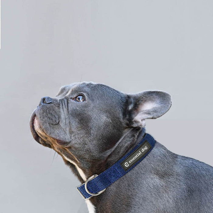 Dog wearing a blue collar with 'essential dog' branding on a light grey background.