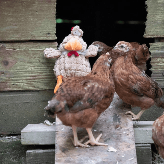 Brown Chicken dog toy with orange beak and feet, red comb and wattle sat with three real brown hens outside of a coop.