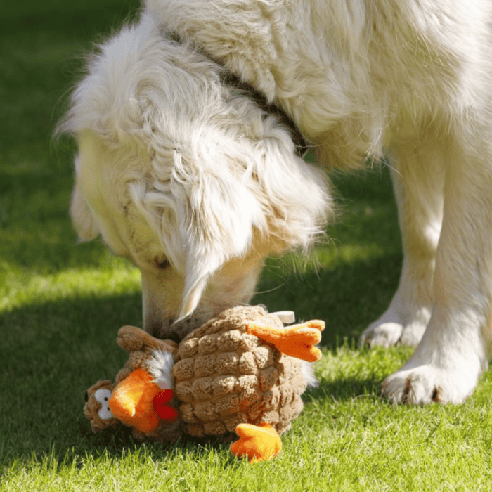 Golden retriever dog sniffing brown chicken dog toy with orange beak and feet, red comb and wattle sat on grass.