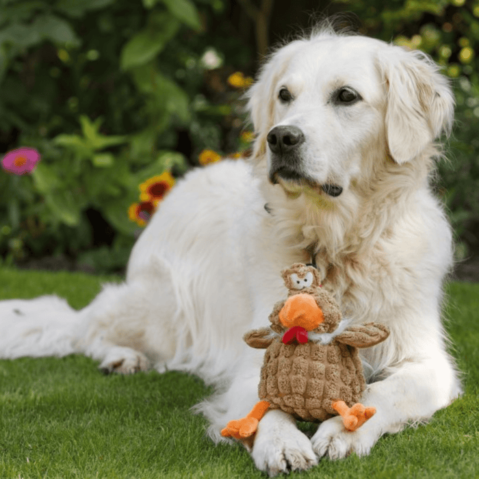 Golden retriever dog lying with brown chicken dog toy with orange beak and fee, red comb and wattle between it's paws while sat on grass.