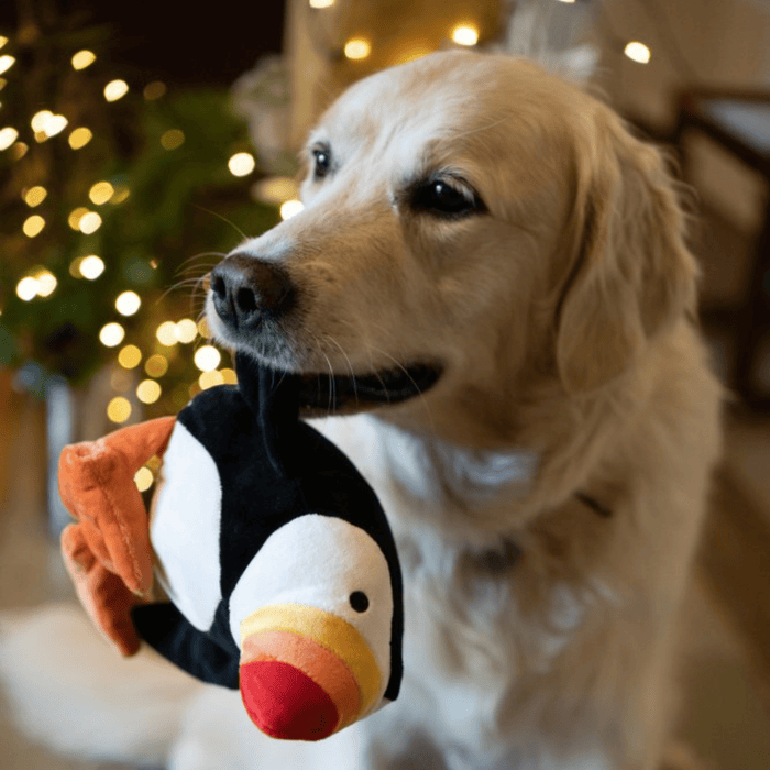 Golden Retriever dog with Plush Puffin dog toy with a red, orange and yellow beak and orange feet in it's mouth.