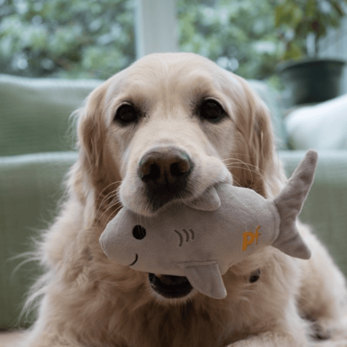Golden retriever with grey shark plush toy in it's mouth in a living room with a green sofa.