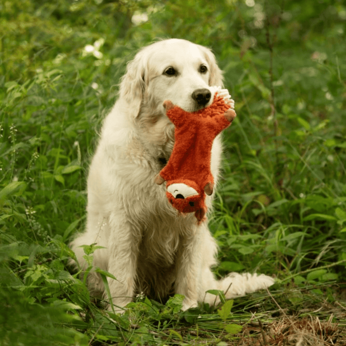 Golden retriever dog with squirrel dog toy with orange fur and a white chin, tail made out of orange microfibre with a white tip in it's mouth, sat in grass.