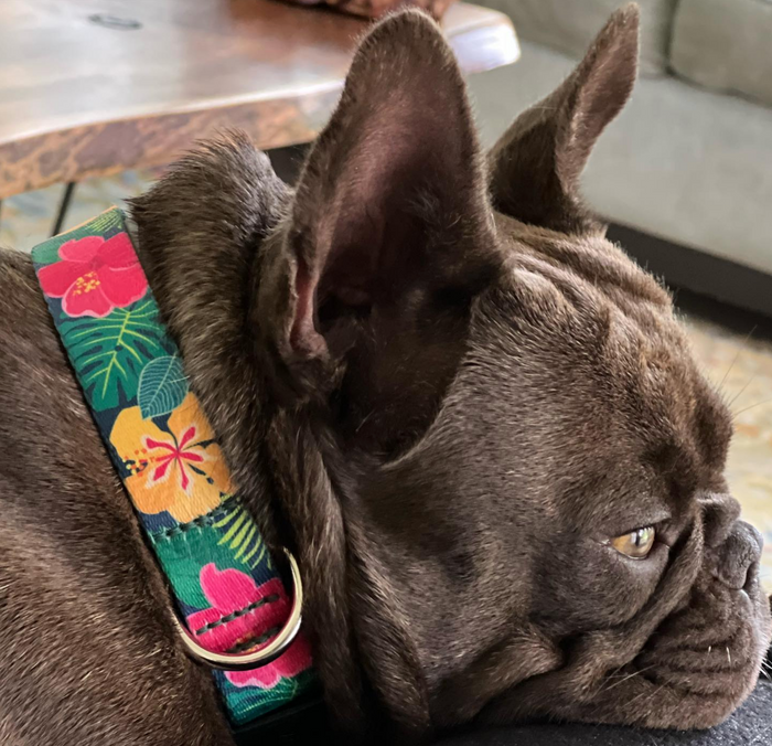 HIBISCUS-DOG-COLLAR-SPORT