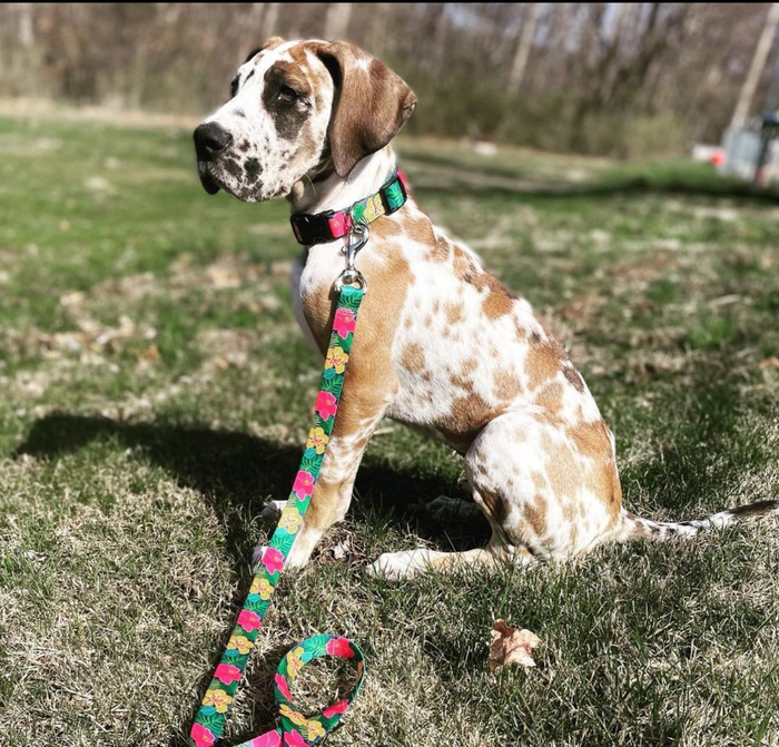 HIBISCUS-SPORT-COLLAR-LEASH