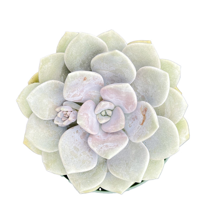 x Graptoveria 'Margaret Rose' (4 inch)