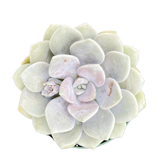 x Graptoveria 'Margaret Rose' (4 inch)