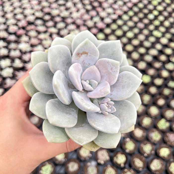 x Graptoveria 'Margaret Rose' (4 inch)
