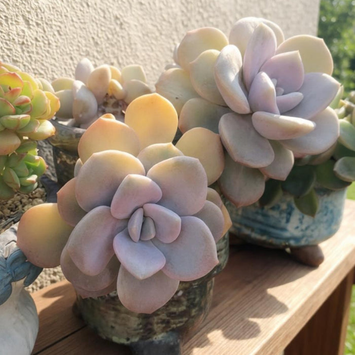 x Graptoveria 'Margaret Rose' (4 inch)