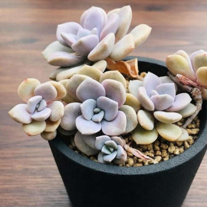 x Graptoveria 'Margaret Rose' (4 inch)